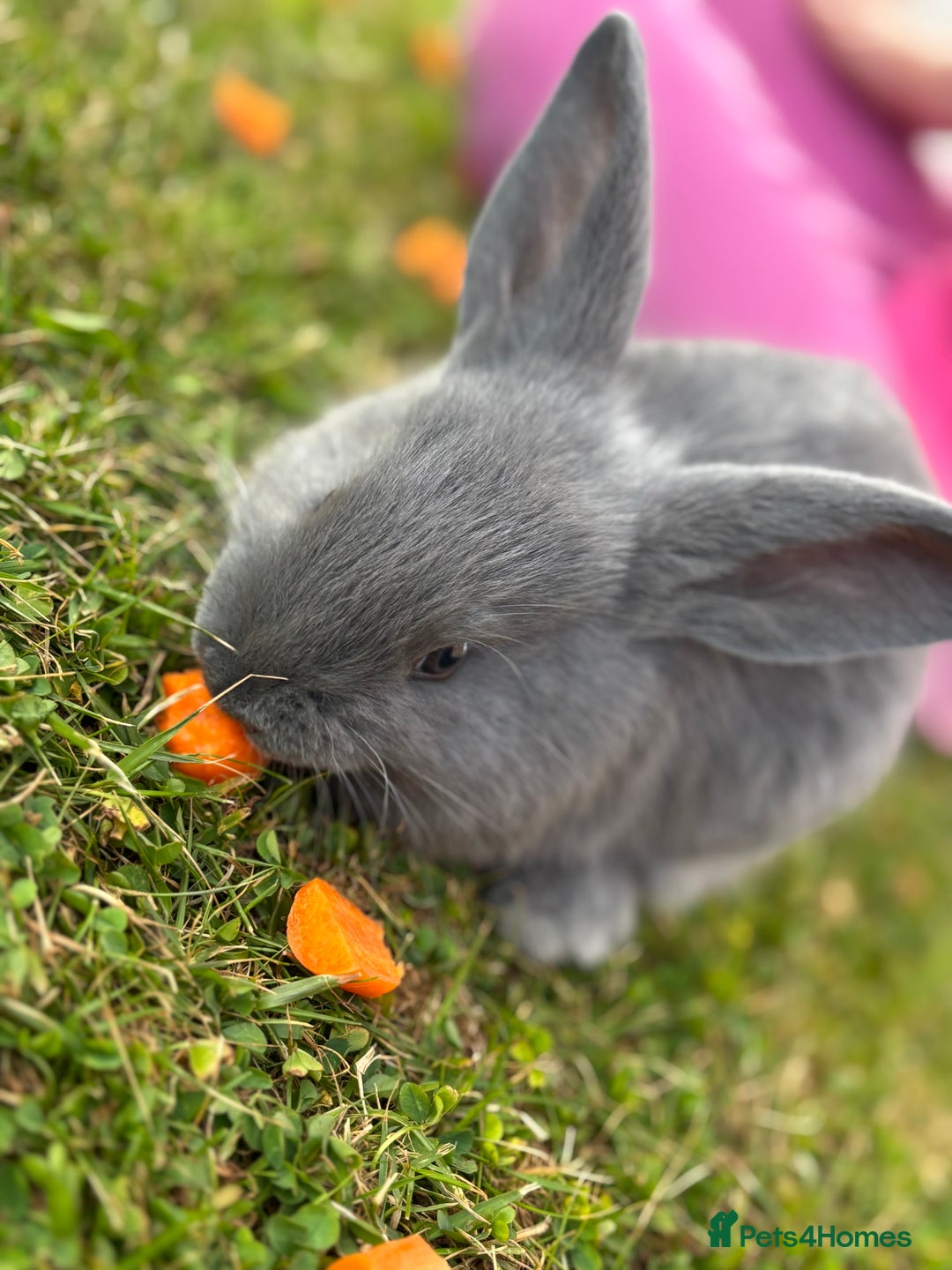 Mini Lop rabbits for sale: Bunny’s ready for 5 star homes  - Image 5