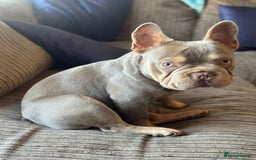 French Bulldog dogs for stud: French bulldog STUD  - Image 2