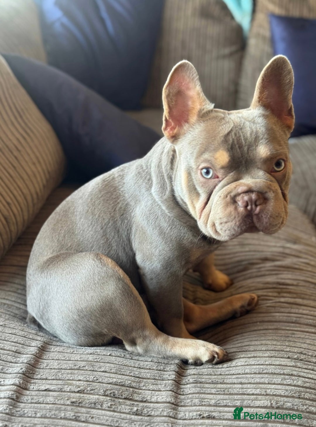 French Bulldog dogs for stud: French bulldog STUD  - Image 2