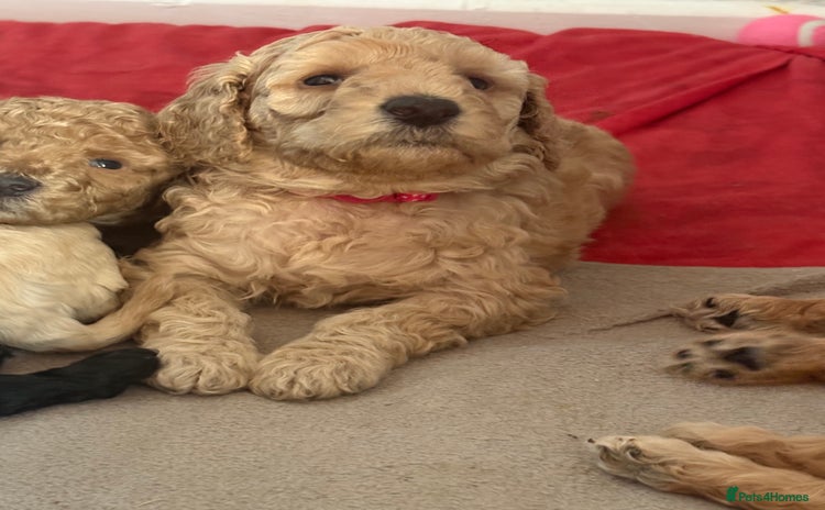 Cavapoochon dogs Cavapoochon  - Advert 3