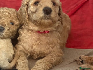 Cavapoochon dogs Cavapoochon - Advert 2