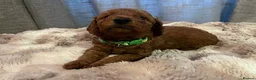 Cavapoo dogs for sale: Cavapoo F1BB puppies  in Grimsby - Advert 5