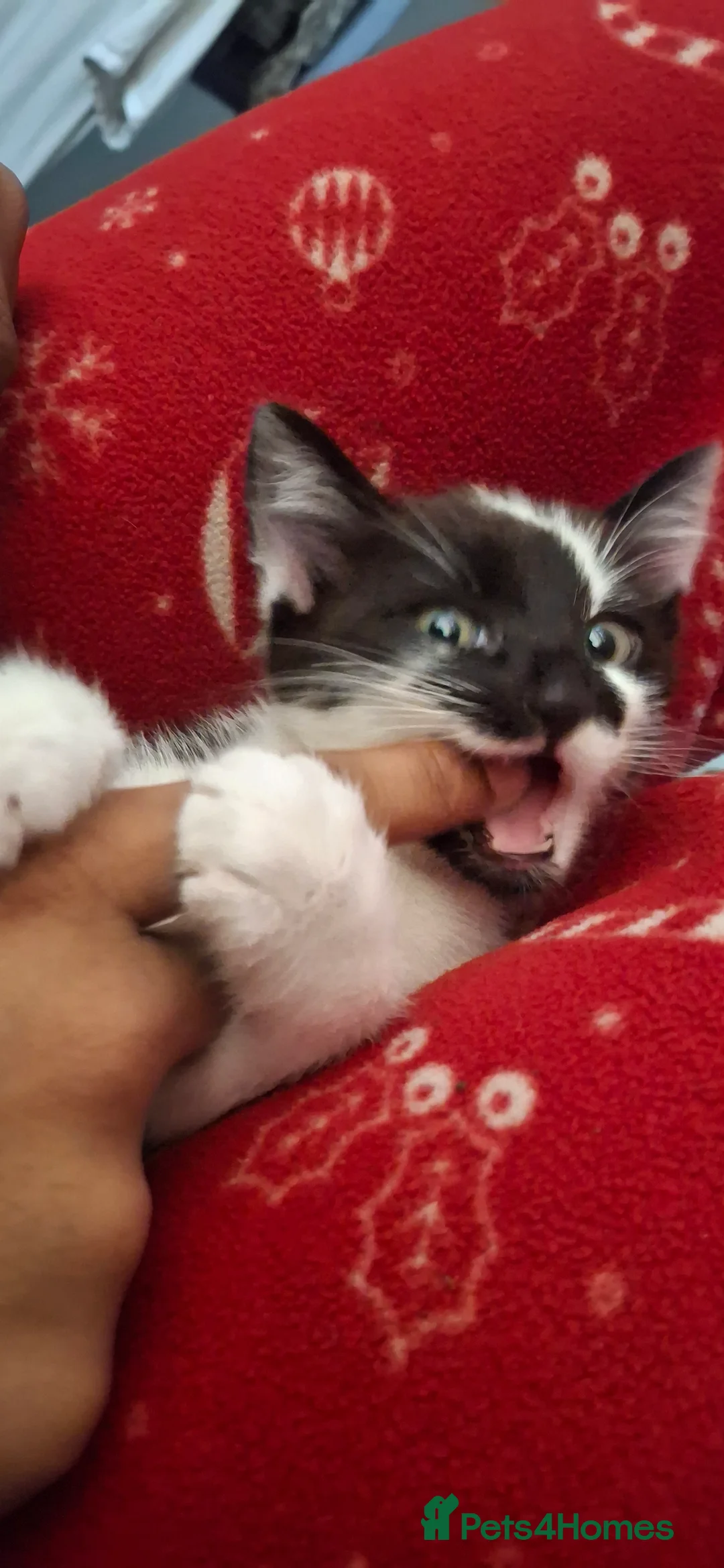 American Shorthair cats for sale: I am Abuu, i like to have caring all time parent. - Advert 8