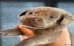 Labrador Retriever dogs for sale:  Stunning Pure Pedigree silver/Champagne puppies  - Image 2