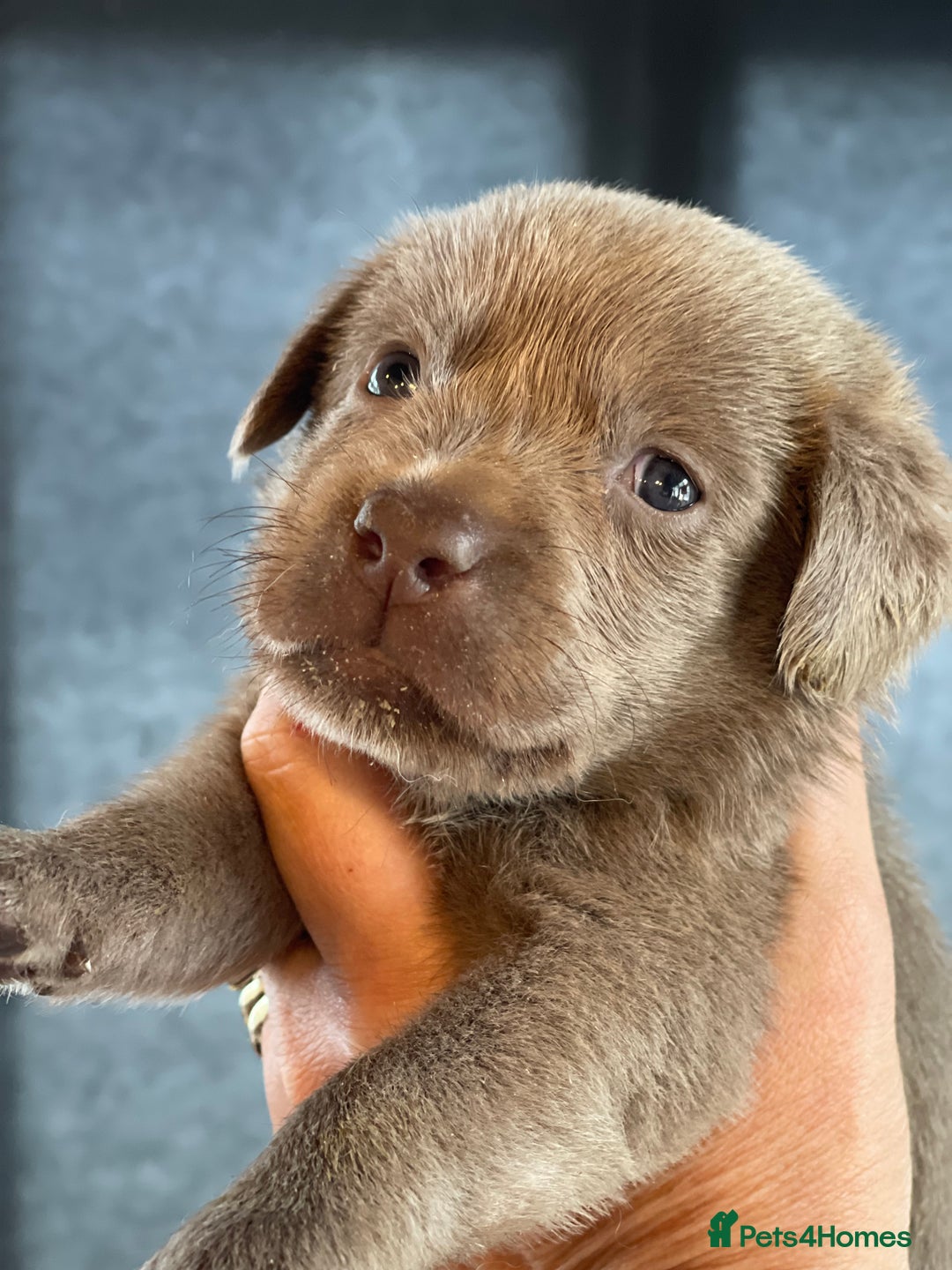 Labrador Retriever dogs for sale:  Stunning Pure Pedigree silver/Champagne puppies  - Image 2