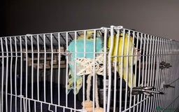 Budgerigars birds for sale: Baby budgies + everything you need - Image 4