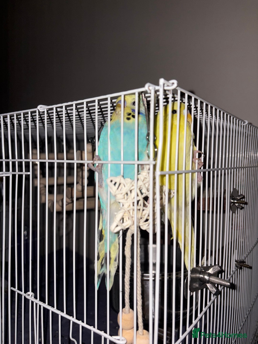 Budgerigars birds for sale: Baby budgies + everything you need - Image 4