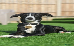 Mixed Breed dogs for adoption: Delightful Dolly - Image 28