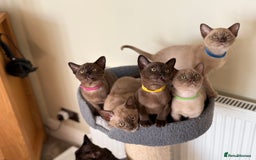 Burmese cats for sale: Stunning Beautiful Burnese  - Advert 8
