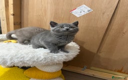 British Shorthair cats for sale: 4 gccf registered British shorthair  in Birmingham - Image 4