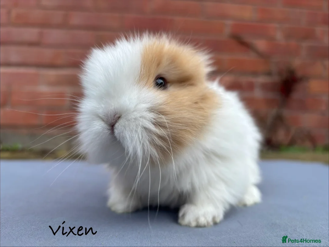 Mixed Breed rabbits for sale: Beautiful Fluffy Baby Rabbits- Ready to leave - Advert 9