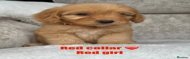 Cockapoo 5