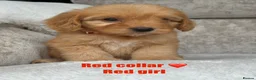 Cockapoo dogs for sale: F1 health tested cockapoo puppies - Advert 5