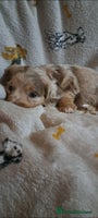 Miniature Dachshund dogs Stunning Miniature dachshund puppies - Advert 4