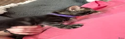 Mixed Breed cats for sale: Beautiful 7 kittens looking for forever homes - Advert 26