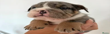 English Bulldog 1