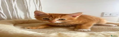Ginger boy