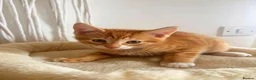 Mixed Breed cats for sale: Beautiful DSH Kittens ready for new home 🐾 - Advert 6