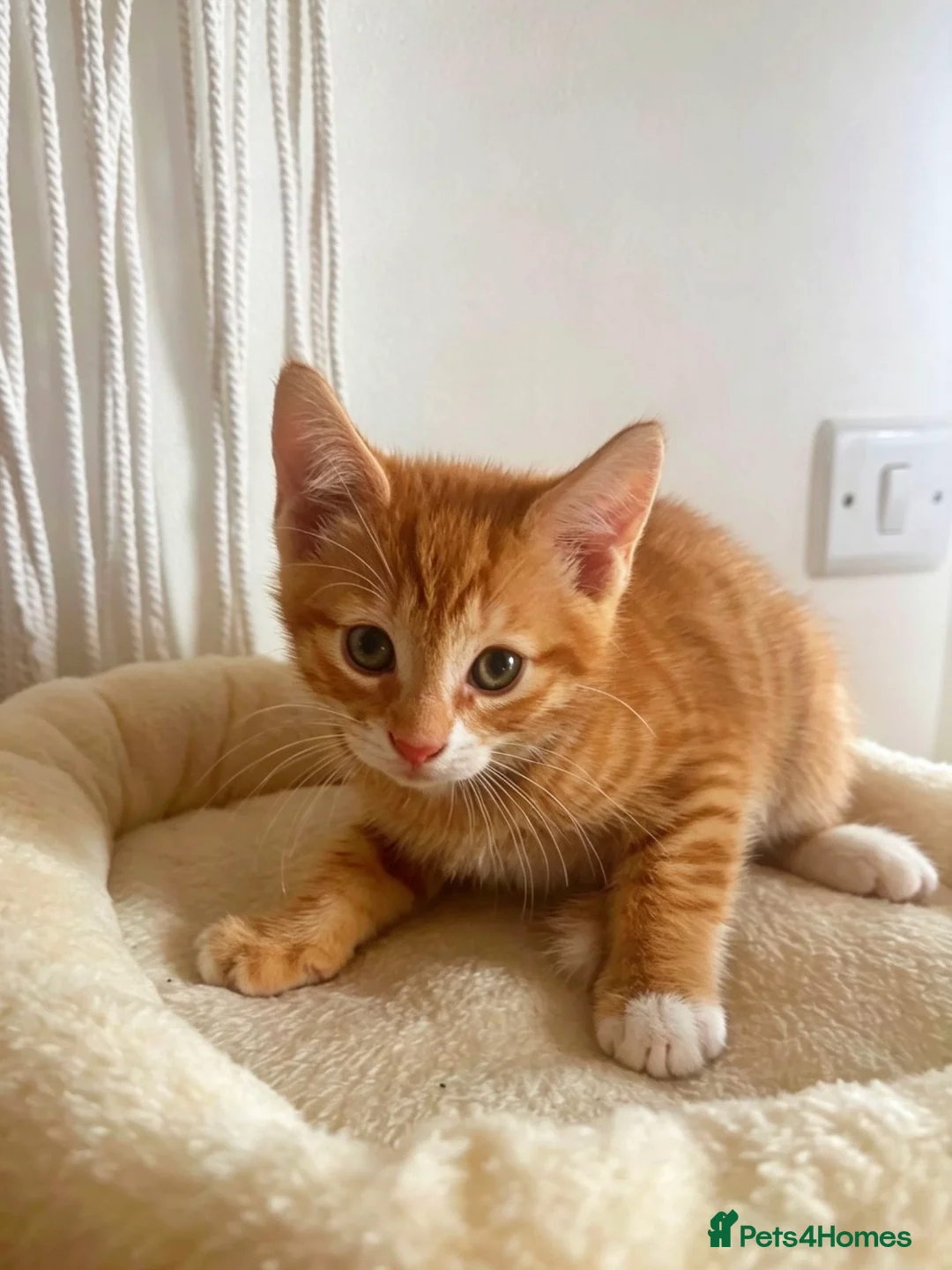 Mixed Breed cats for sale: Beautiful DSH Kittens ready for new home 🐾 - Advert 6