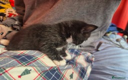 Mixed Breed cats for sale: Gorgeous black & white x tabby male kitten  - Image 6
