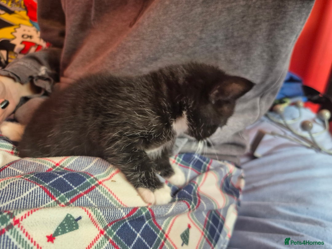 Mixed Breed cats for sale: Gorgeous black & white x tabby male kitten  - Image 6