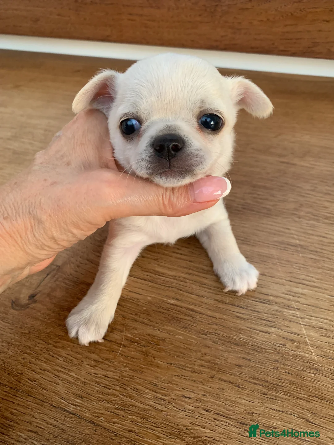 Chihuahua dogs for sale: 5* LICENSED GORGEOUS💕 KC CHIHUAHUA LITTER - Advert 2