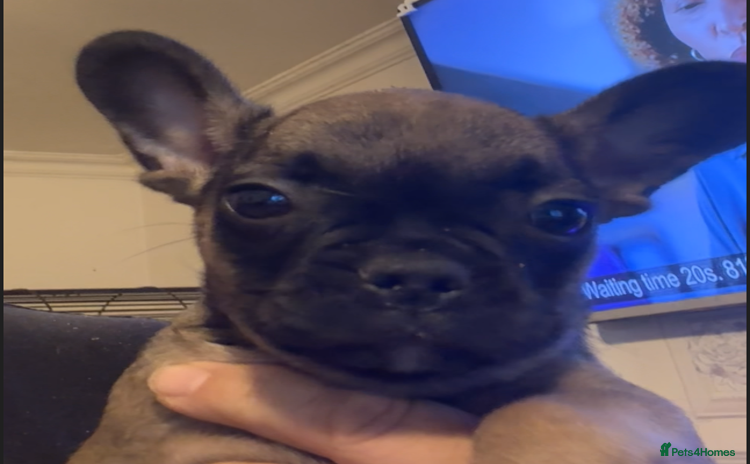 French Bulldog dogs - Advert 12