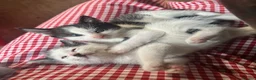 Mixed Breed cats for sale: Fluffy, Happy, Healthy Kittens! in Bungay - Advert 7