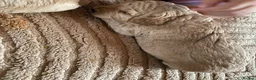 Mixed Breed dogs for sale: Tibetan x poodles  in Houghton le Spring - Advert 12