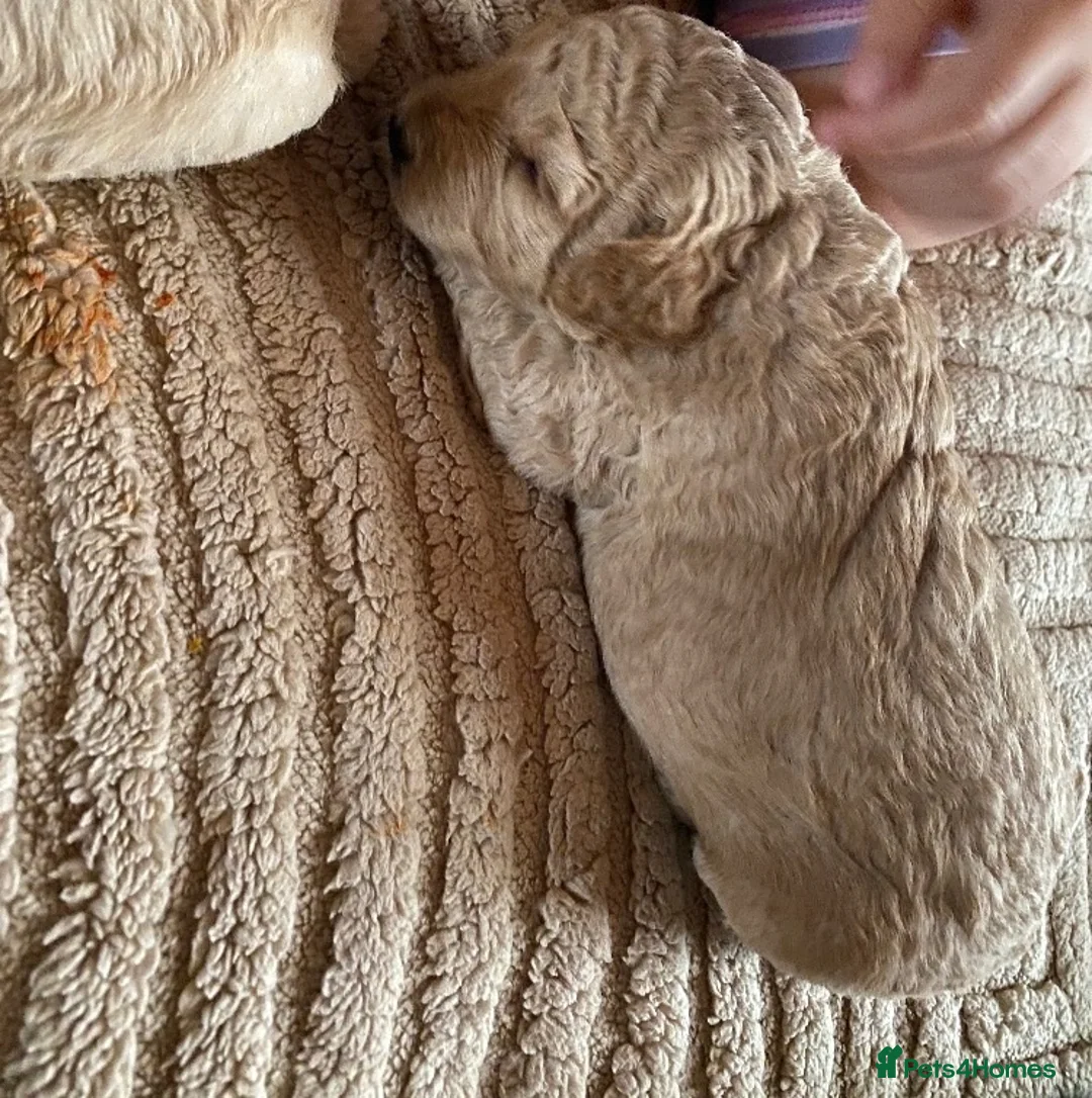 Mixed Breed dogs for sale: Tibetan x poodles  in Houghton le Spring - Advert 12