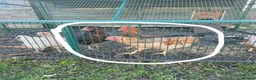 Chickens poultry for sale: 4 cockrals  in Ossett - Advert 4