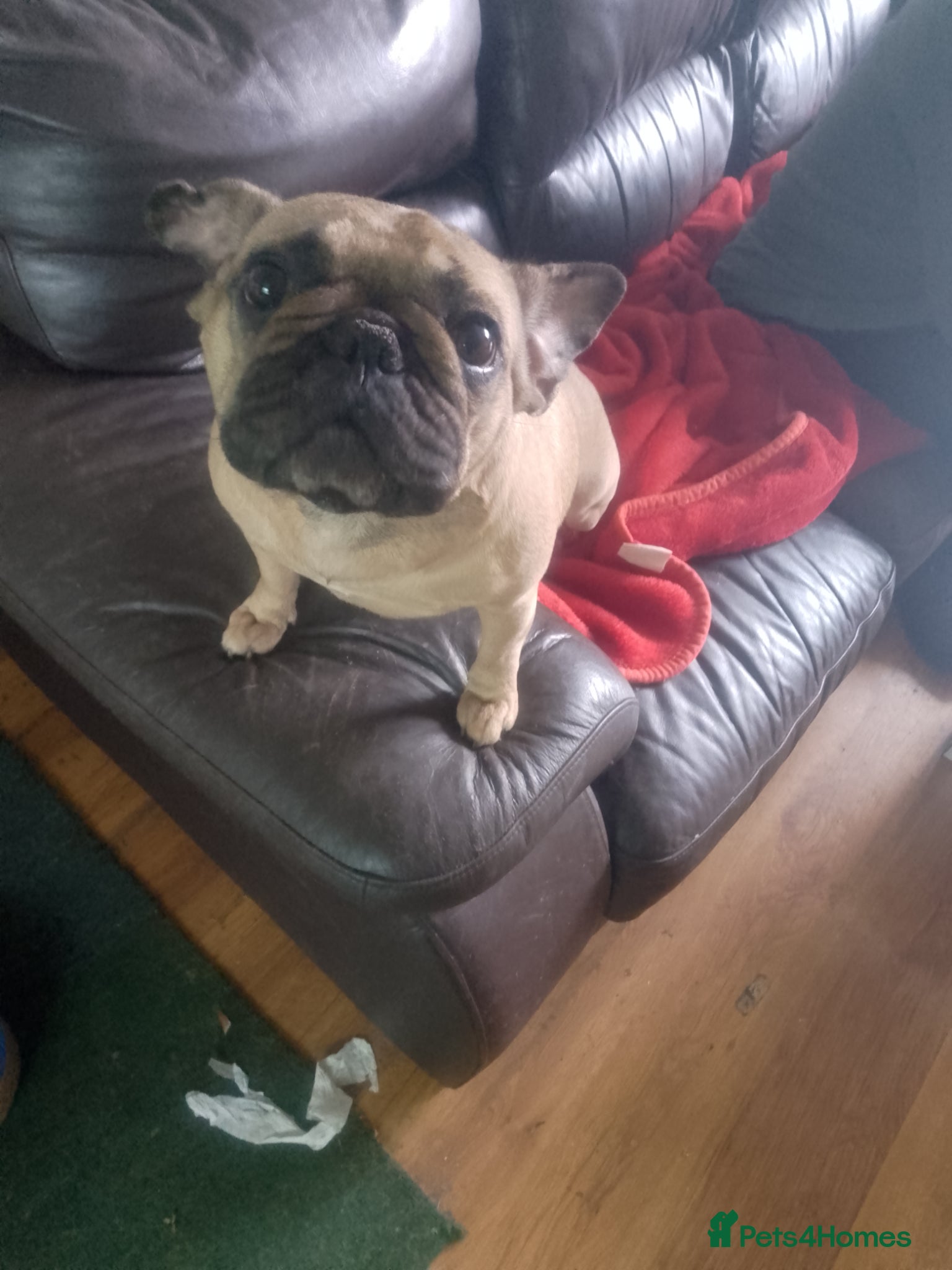 French Bulldog dogs French bulldog female - Advert 11