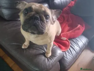 French Bulldog dogs French bulldog female - Advert 11