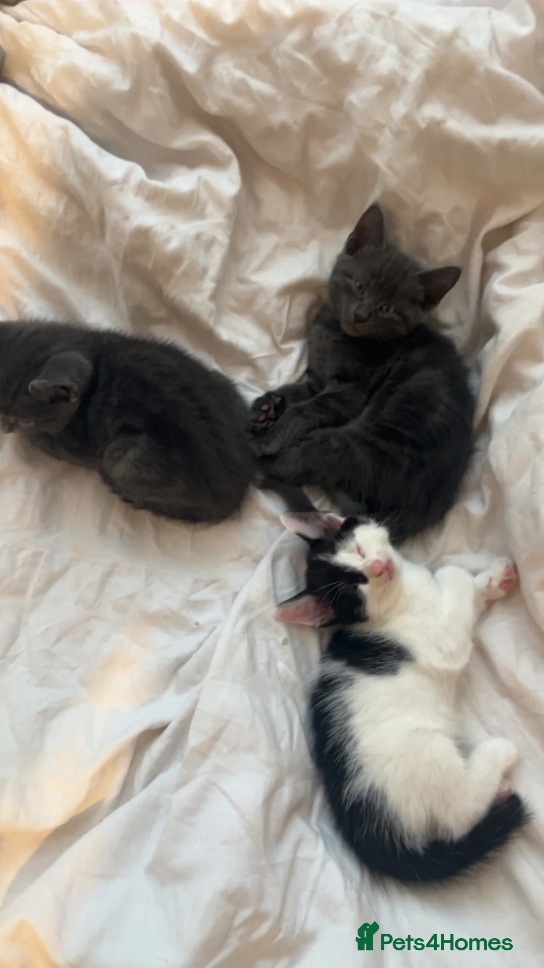 Mixed Breed cats for sale: beautiful kittens carrying british shorthair gene - Advert 1