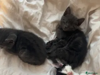 Mixed Breed cats beautiful kittens carrying british shorthair gene - Advert 1