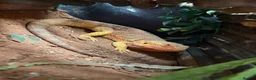 Bearded Dragon reptiles for sale: Red Bearded Dragon & Set Up - Advert 2