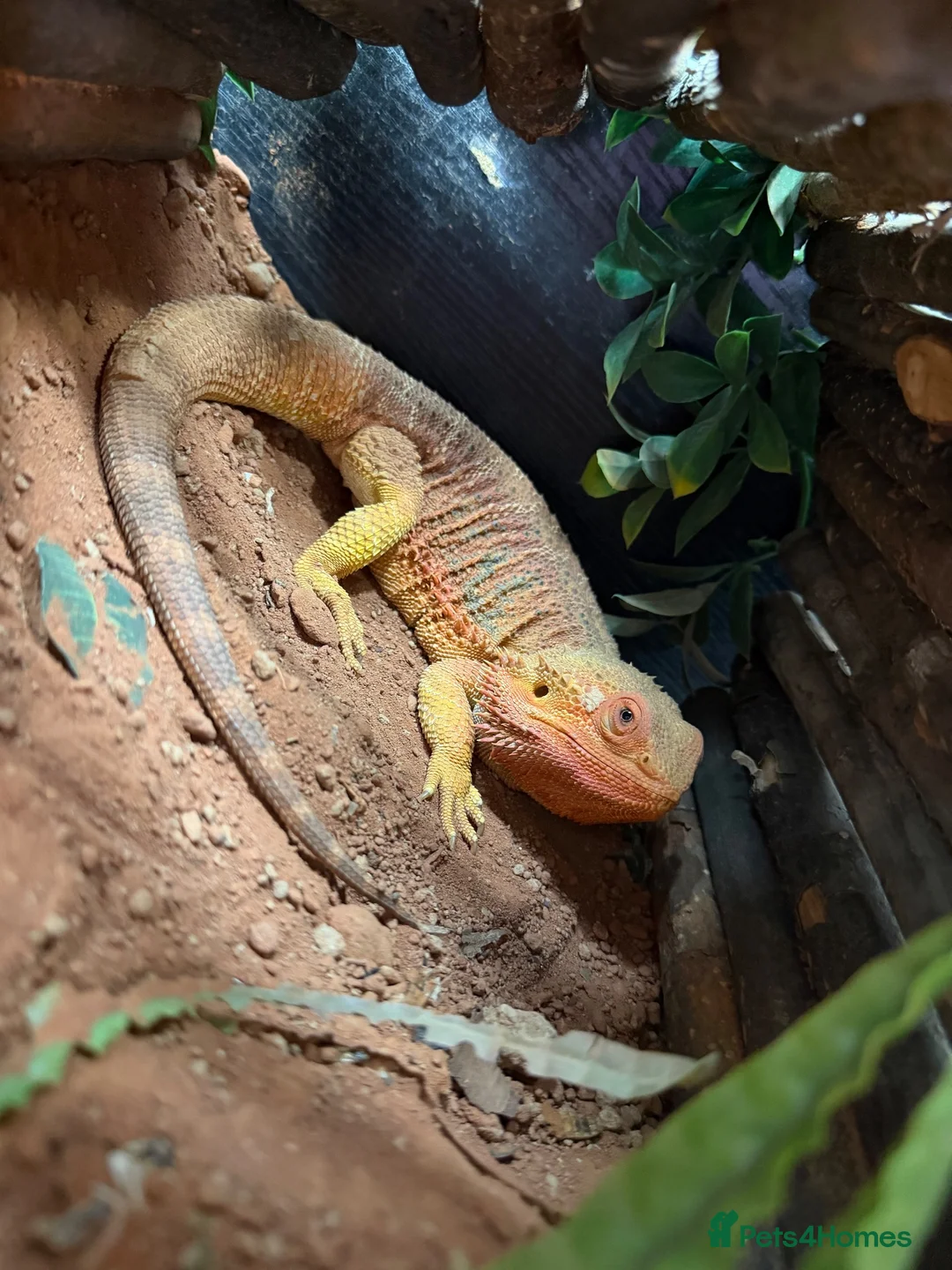 Bearded Dragon reptiles for sale: Red Bearded Dragon & Set Up - Advert 2