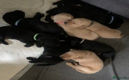 Labrador Retriever dogs for sale: KC Labrador puppy 🐾 - Image 11