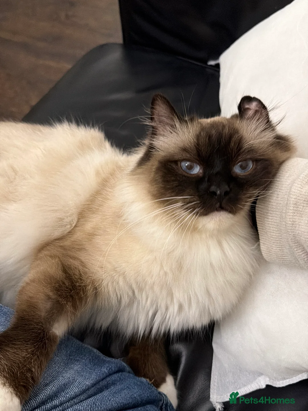 Ragdoll cats for sale: Very Affectionate Lap Cat for Adoption - Advert 1