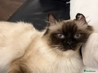 Ragdoll cats Very Affectionate Lap Cat for Adoption - Advert 1