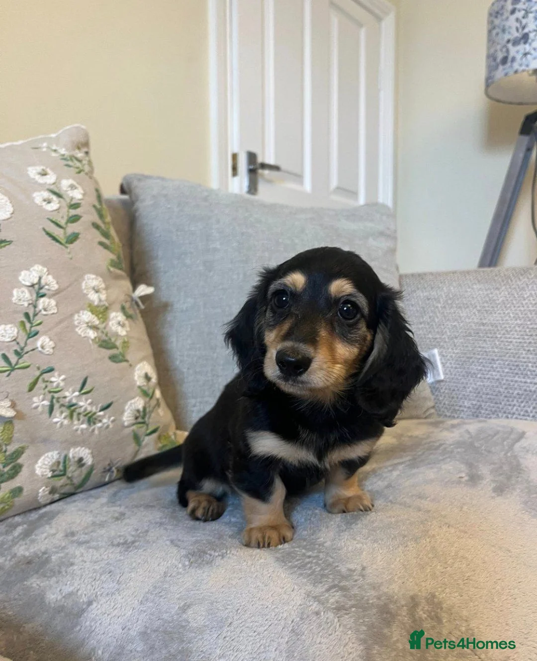 Miniature Dachshund dogs for sale: Beautiful Longhaired Miniature Dachshund Puppies in Liverpool - Advert 2