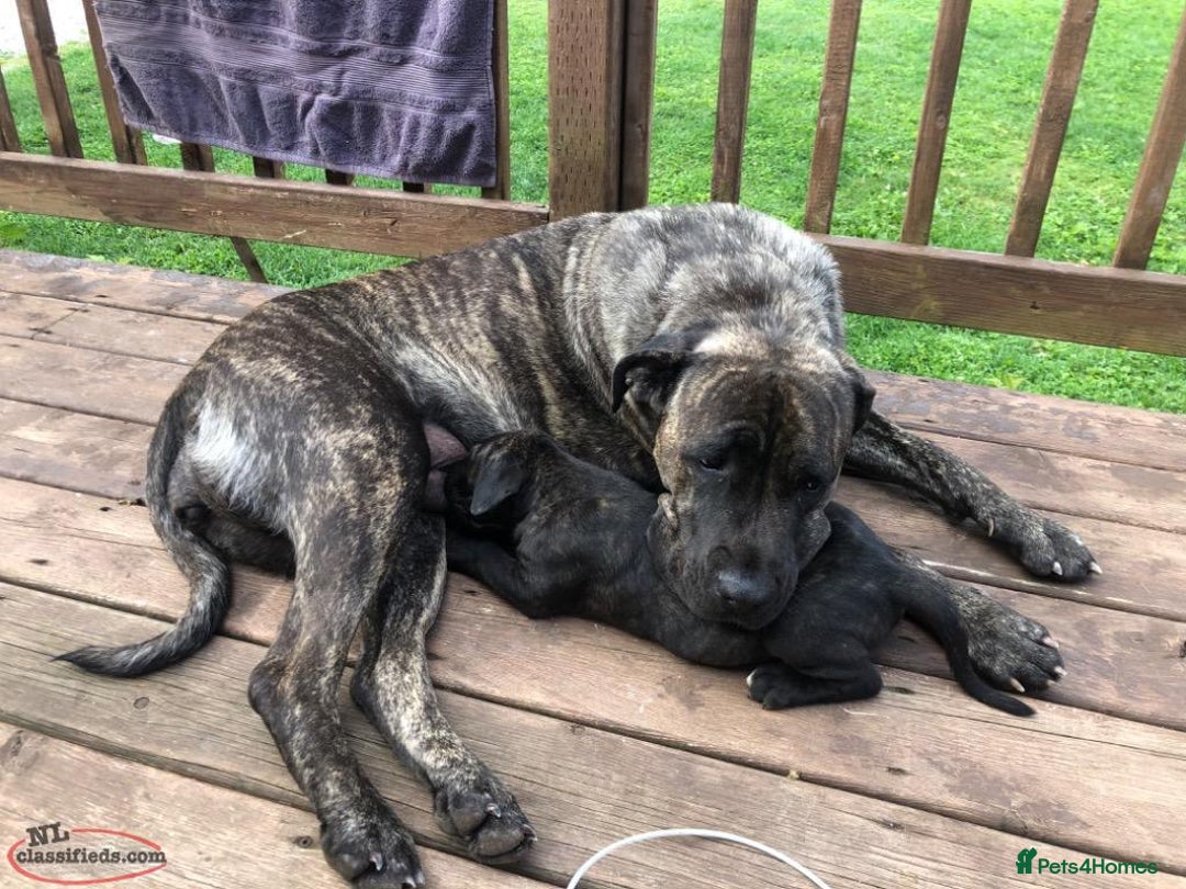 Cane Corso dogs for sale: Pure bred Cane Corso Pupps - Image 6