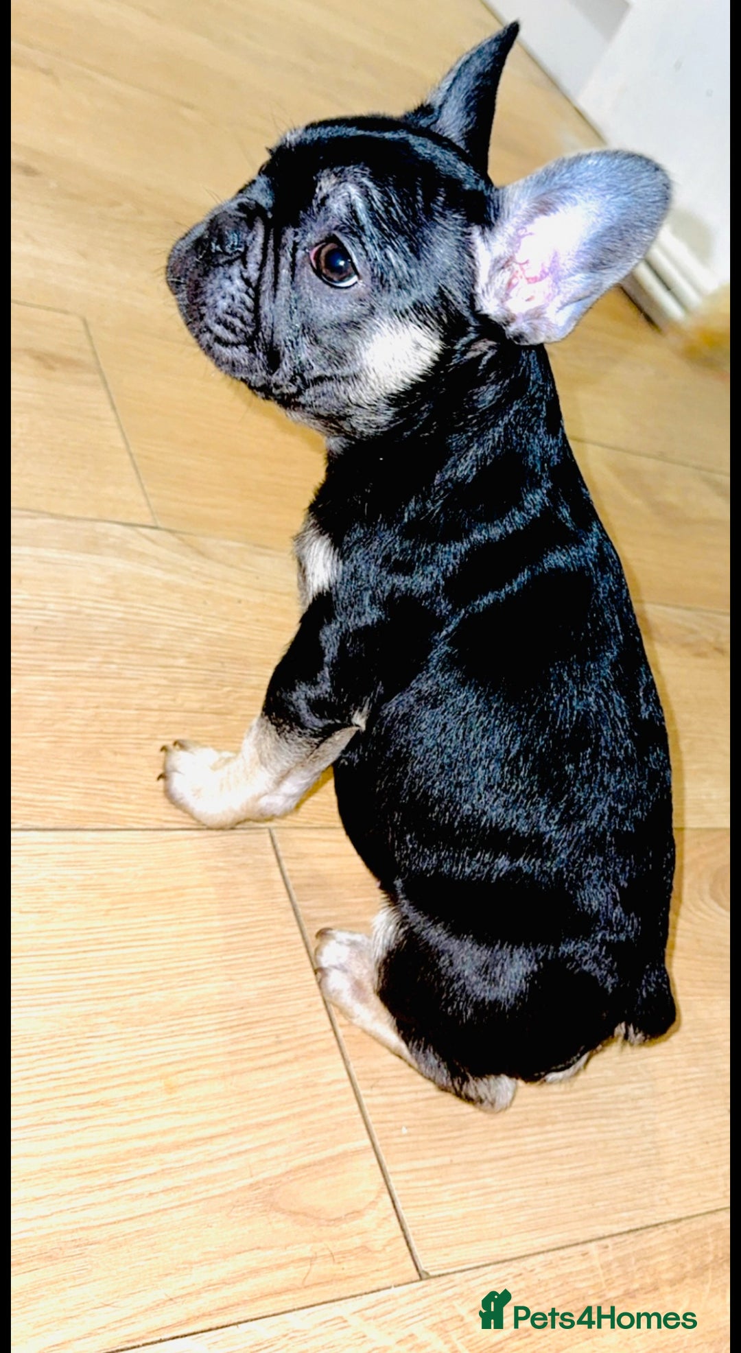 French Bulldog dogs for sale: French bulldog puppy Black and Tan  - Image 4