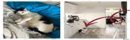 Domestic Shorthair cats for sale: Mouse - looking for her retirement home - Advert 10