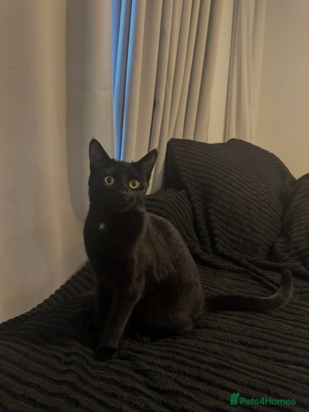 British Shorthair cats for sale: Lovely little kitten looking for a new home - Advert 1