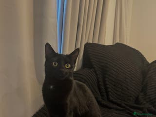 British Shorthair cats Lovely little kitten looking for a new home - Advert 1