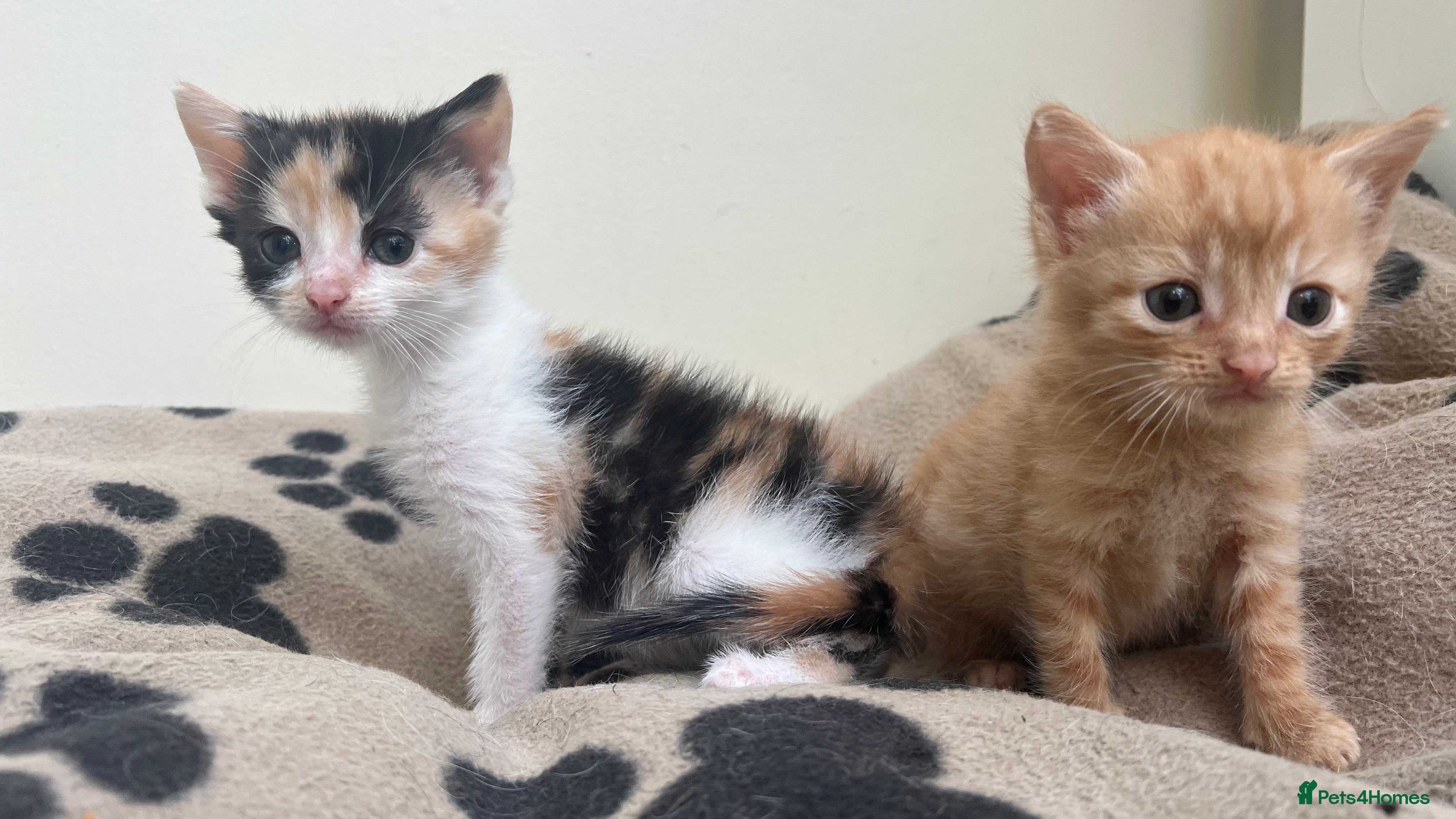 Mixed Breed cats Super friendly kittens used to dogs and children  - Advert 10
