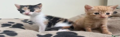 Mixed Breed 5