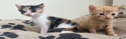 Mixed Breed cats for sale: Super friendly kittens used to dogs and children  - Advert 3