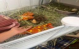 Guinea Pig rodents for sale: adorable guinea + skinny pig! - Image 4